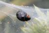 Parexochomus nigromaculatus